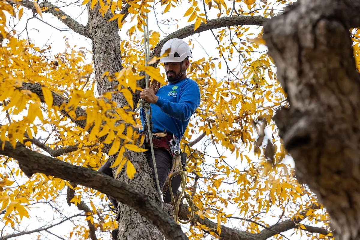 Skilled Tree Pruning crew working in Lawrence